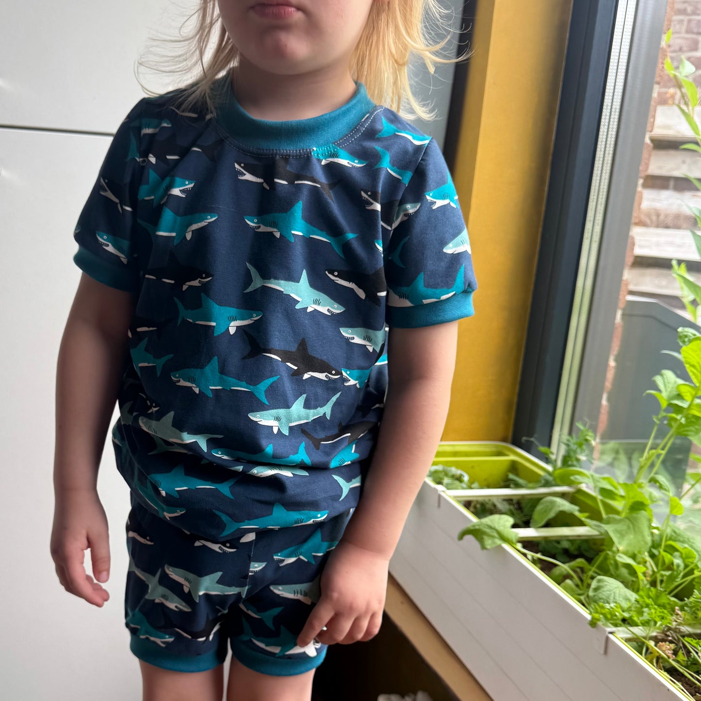 Shirt Shark
