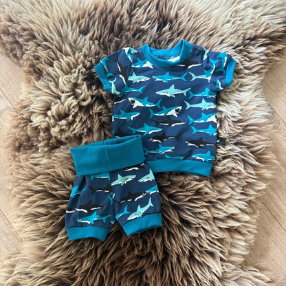 Shirt Shark